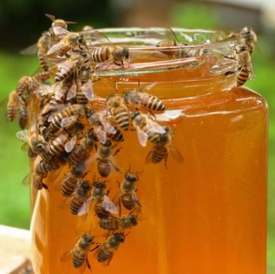 100% Pure Natural Amber Polyflora Honey, High Nutritional Value Raw Wildflower Honey for Daily Dietary Supplement