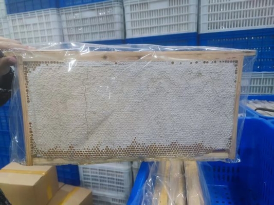 New Season Harvest Fresh Honeycomb Premium Health Product Factory Supply Food Grade Natural Raw Comb Honey
