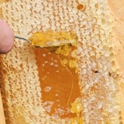 OEM 100% Pure Natural Honeycomb Premium Honey Product Food Grade Fresh Comb Honey in Box Packaging