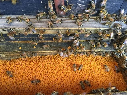 High Quality Food Grade Lotus Bee Pollen Natural Herbal Extract 100% Pure Natural Lotus Pollen Granules