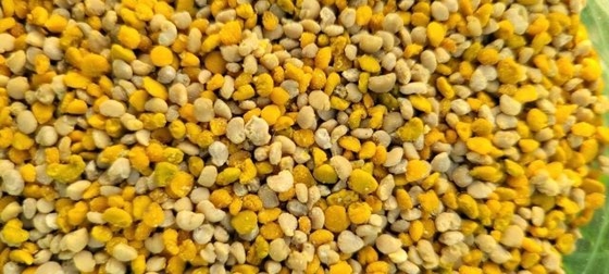 Hot Selling Food Grade Corn Pollen Granules 100% Pure Natural Herbal Extract High Quality Corn Bee Pollen in Bag Packaging