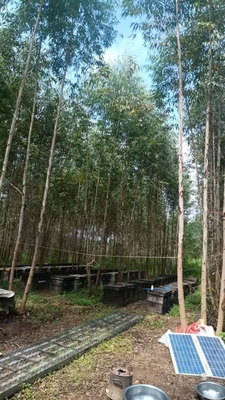 2025 New Season Harvest Fresh Eucalyptus Honey High Quality Bee Product Food Grade Premium Eucalyptus Honey